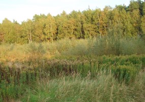 działka na sprzedaż - Lubiewo, Teolog