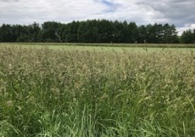 działka na sprzedaż - Jeżewo, Lipienki