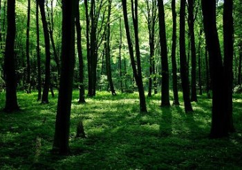 parcel for sale - Dubienka, Starosiele