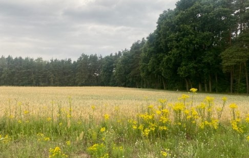 działka na sprzedaż - Łabiszyn (gw), Ojrzanowo